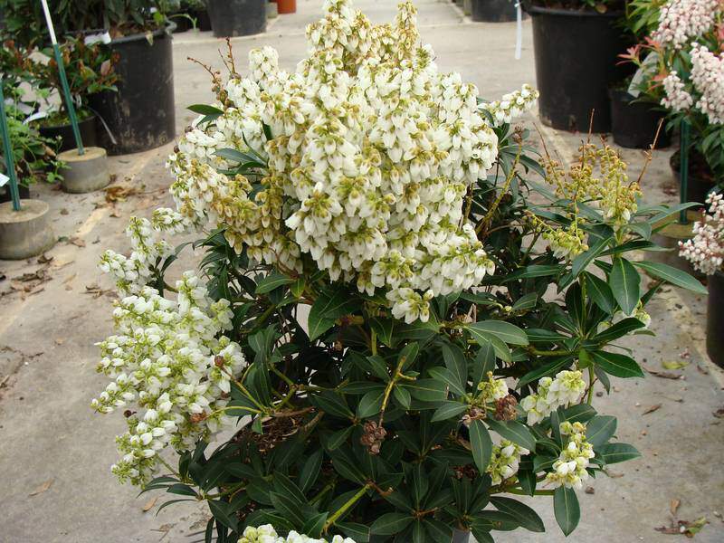 Pieris nain, Amdromède - PIERIS japonica 'Débutante' - Arbuste