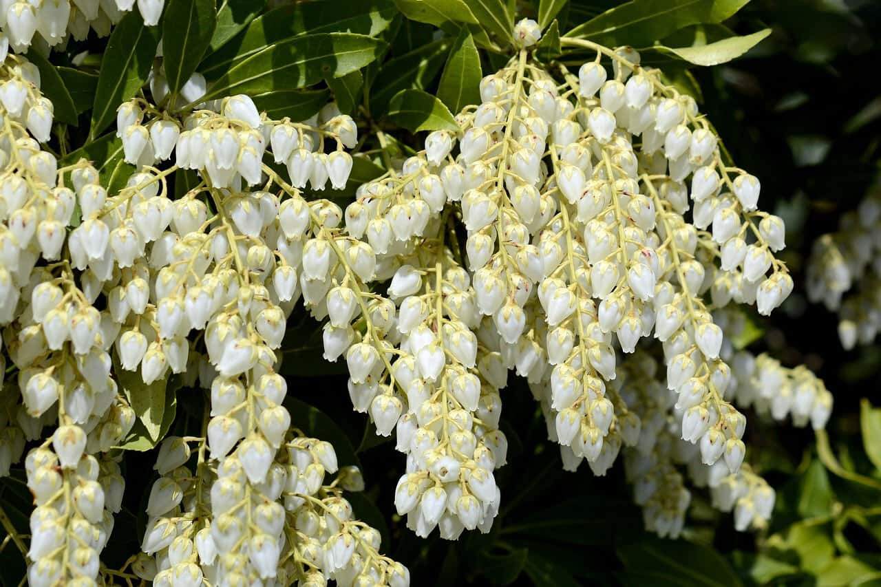 pieris secheresse-min