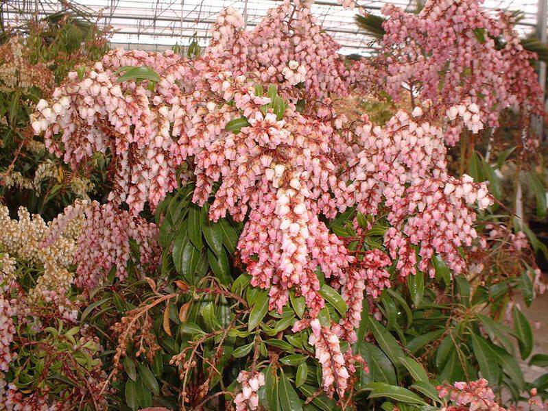 Pieris, Andromède - PIERIS japonica 'Valley rose' - Arbuste