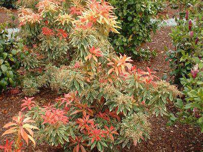 Pieris panaché, Andromède - PIERIS japonica 'Variegata' - Arbuste