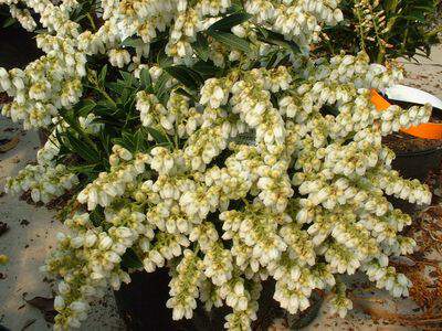 Pieris, Andromède - PIERIS yakushimanum - Arbuste