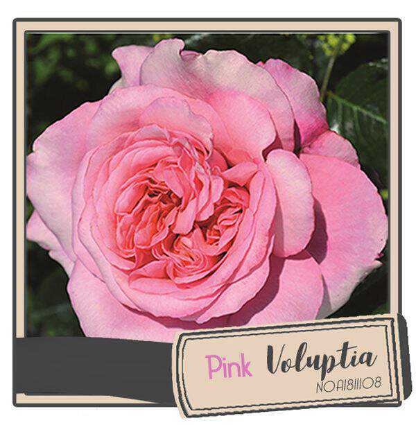 Rosier paysager - Rosier 'Pink Voluptia®' - Rosier