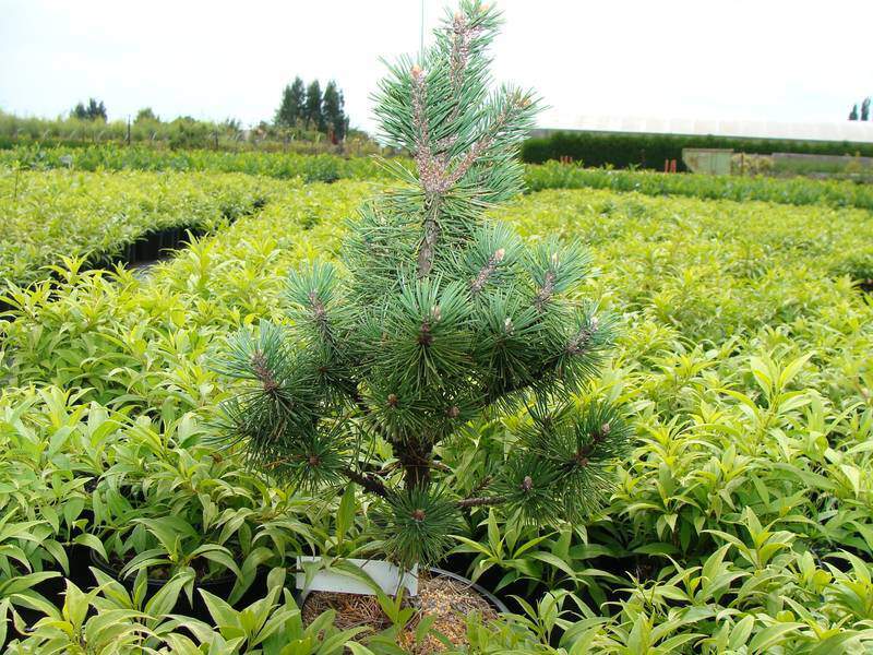 Pin de montagne - PINUS mugo 'Columnaris' - Conifère nain