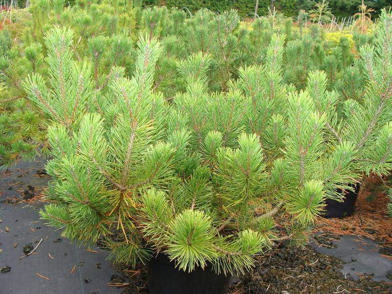 Pin des montagnes - PINUS mugo 'Mughus' - Conifère nain