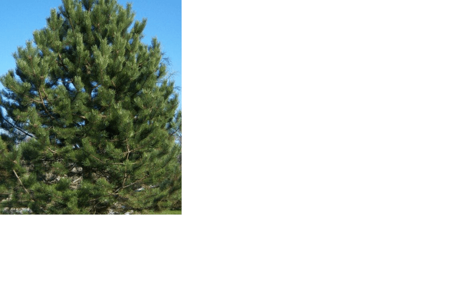 Pin - PINUS nigra	'Austriaca' - Conifère