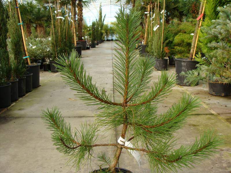 Pin noir d'Autriche - PINUS nigra 'Austriaca' - Conifère