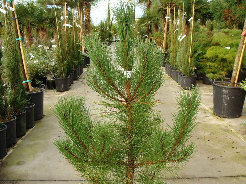 Pin de Corse - PINUS nigra 'Laricio' - Conifère