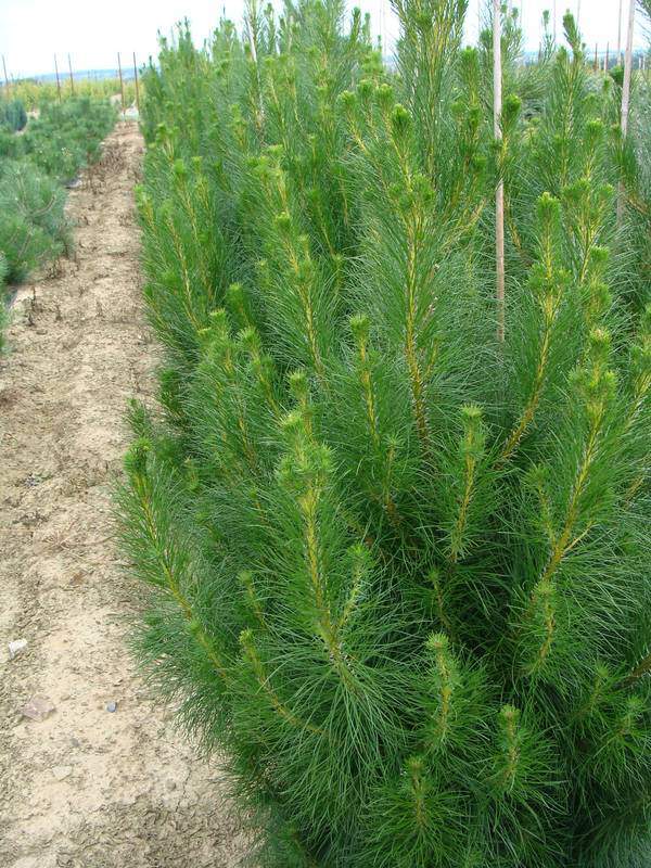 Pin de Monterey - PINUS radiata - Conifère