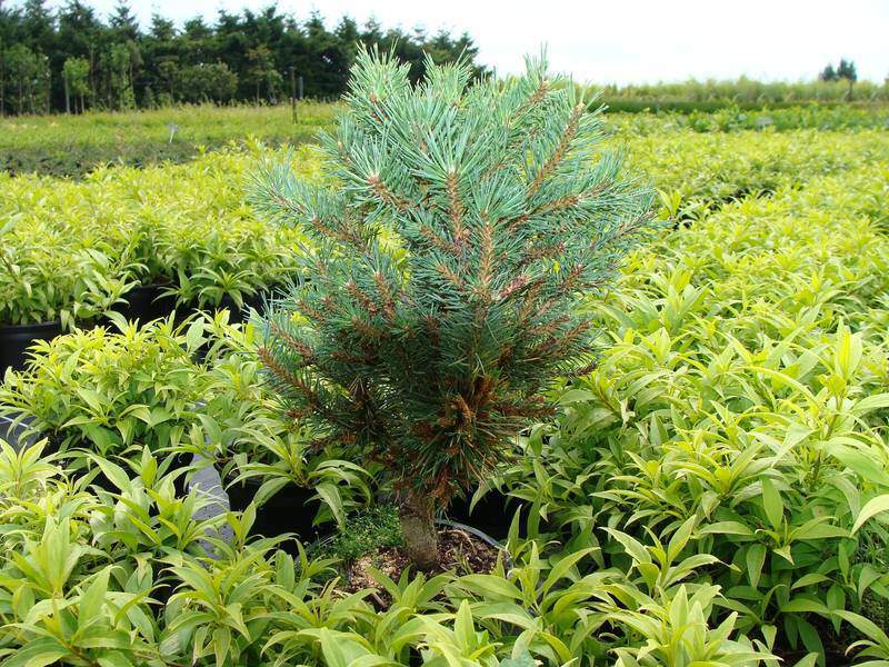 Pin sylvestre nain - PINUS sylvestris 'Watterei Nana' - Conifère nain