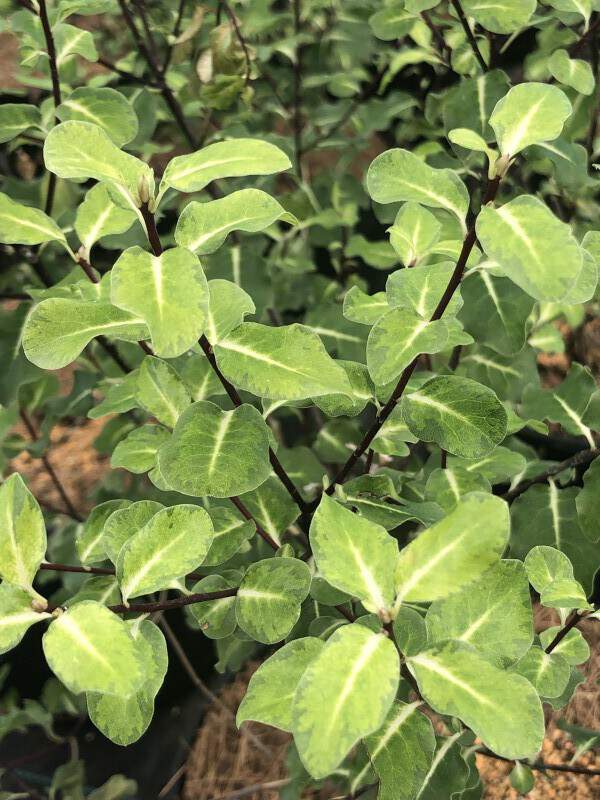 Pittospore à petites feuilles - PITTOSPORUM tenuifolium 'Abbostbury Gold' - Arbuste