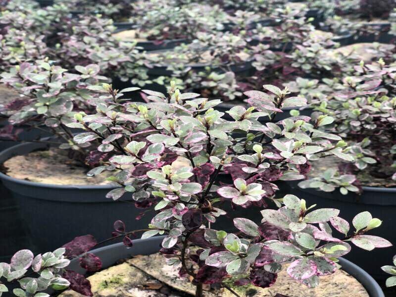 Pittospore à petites feuilles - PITTOSPORUM tenuifolium 'Bannow Bay' - Arbuste