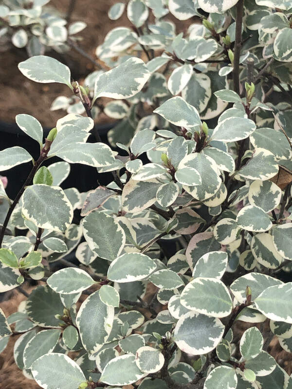 Pittospore à petites feuilles - PITTOSPORUM tenuifolium 'Elisabeth' - Arbuste
