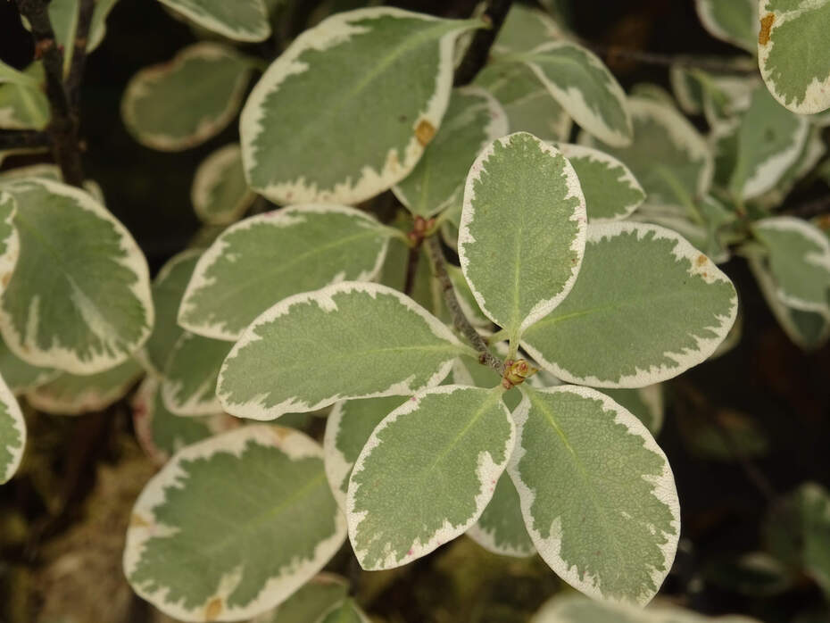 Pittosporum à petite feuille panaché blanc - PITTOSPORUM tenuifolium 'Garnettii' - Arbuste