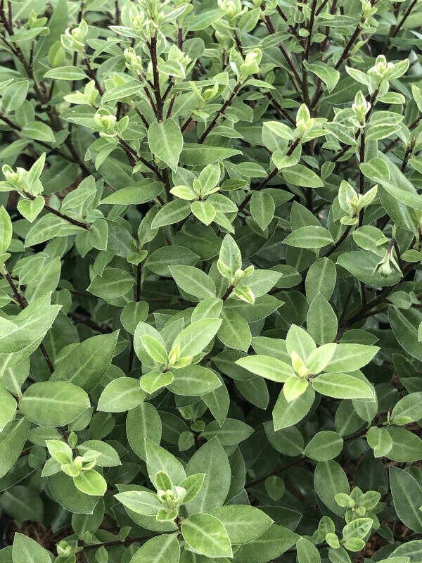 Pittospore à petites feuilles - PITTOSPORUM tenuifolium 'Midget' - Arbuste