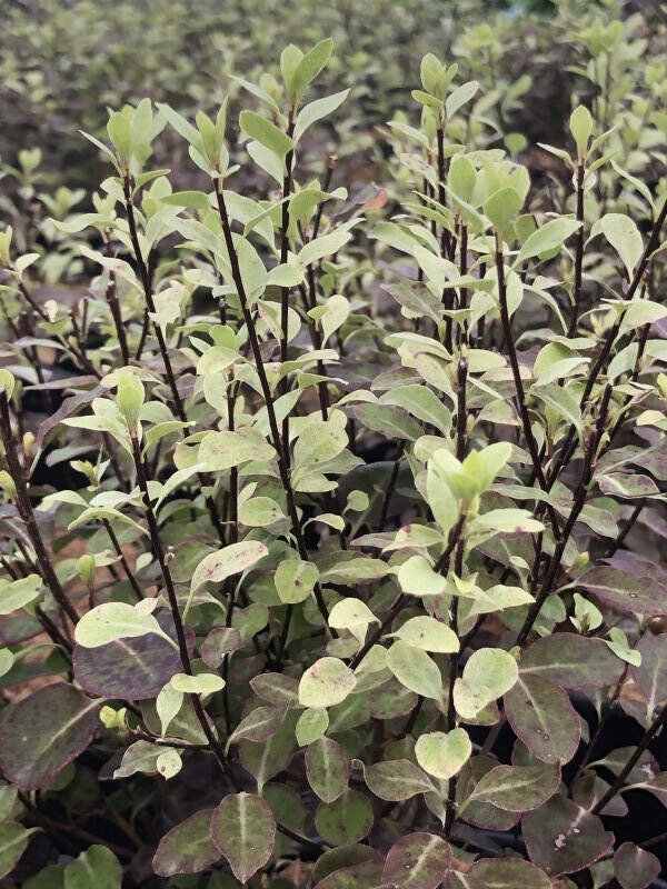 Pittospore à petites feuilles - PITTOSPORUM tenuifolium 'Tom Thumb' - Arbuste