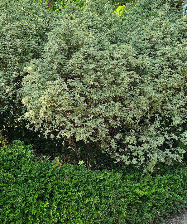 Pittosporum à petite feuille panaché blanc - PITTOSPORUM tenuifolium 'Variegatum' - Arbuste