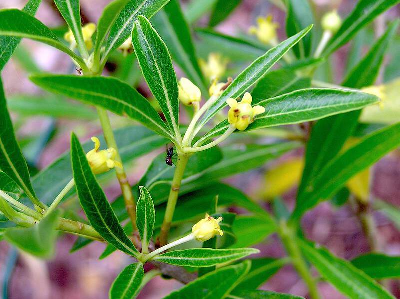 PITTOSPORUM  - PITTOSPORUM heterophyllum - Arbuste