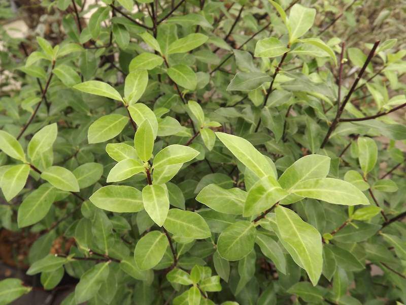 Pittosporum à petite feuille - PITTOSPORUM tenuifolium - lot de 15 plants- - Arbuste