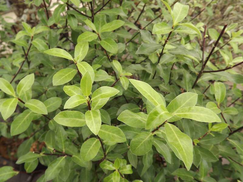 Pittosporum à petite feuille - PITTOSPORUM tenuifolium - Arbuste