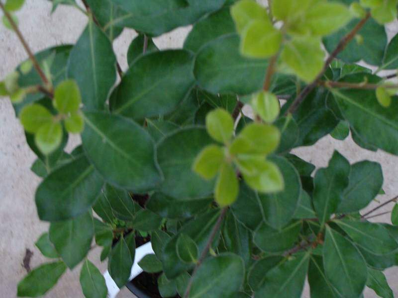 Pittosporum à petite feuille - PITTOSPORUM tenuifolium 'Macrophyllum' - Arbuste