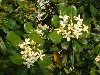 Pittosporum - PITTOSPORUM tobira - lot de 15 plants - Arbuste