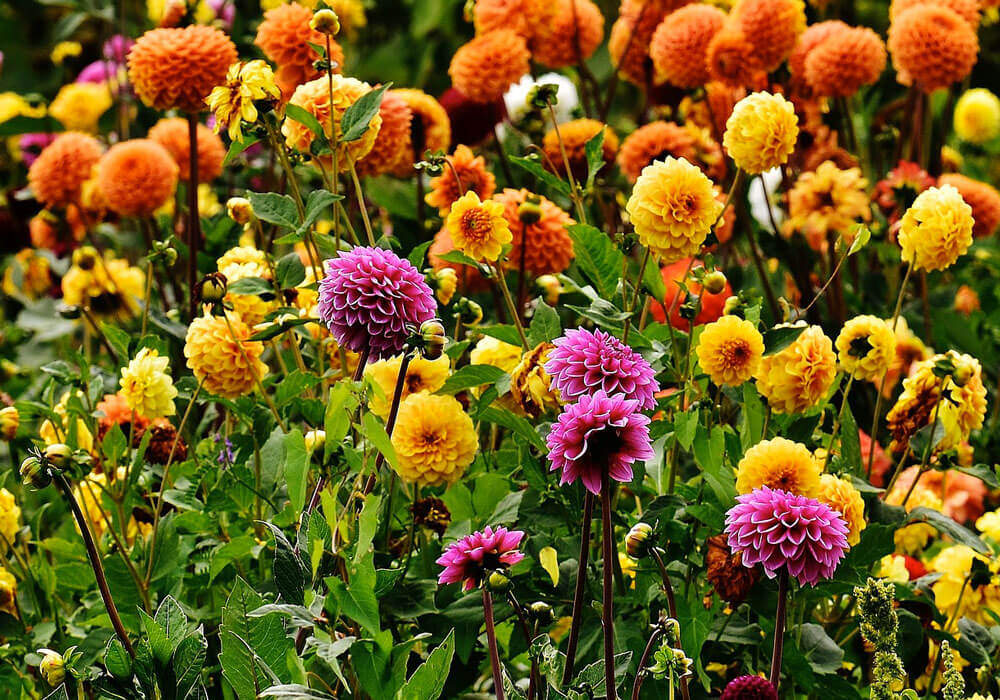 Plantation de bulbes au printemps