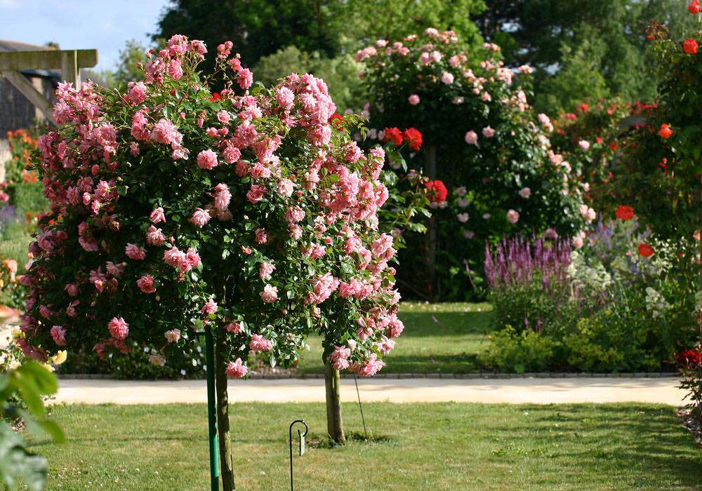 Quelles plantes acheter pendant l'hiver ?