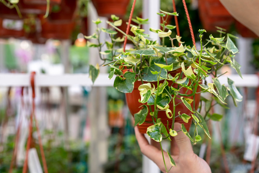 plante-suspendue-plantation-terrasse