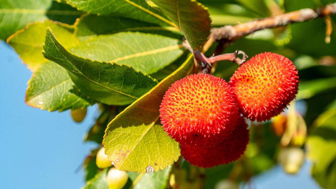 plantes a fruits comestibles arbousier