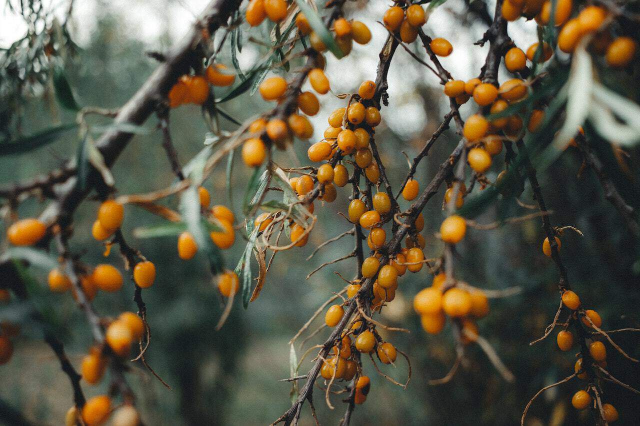 plantes a fruits comestibles argousier