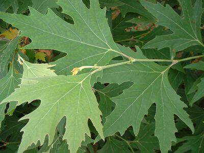 Platane d'Orient - PLATANUS orientalis Cuneata - Arbre