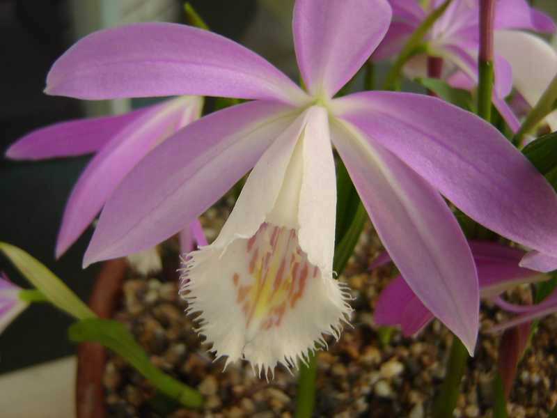 Orchidées terrestre - PLEIONE formosana - Bulbe