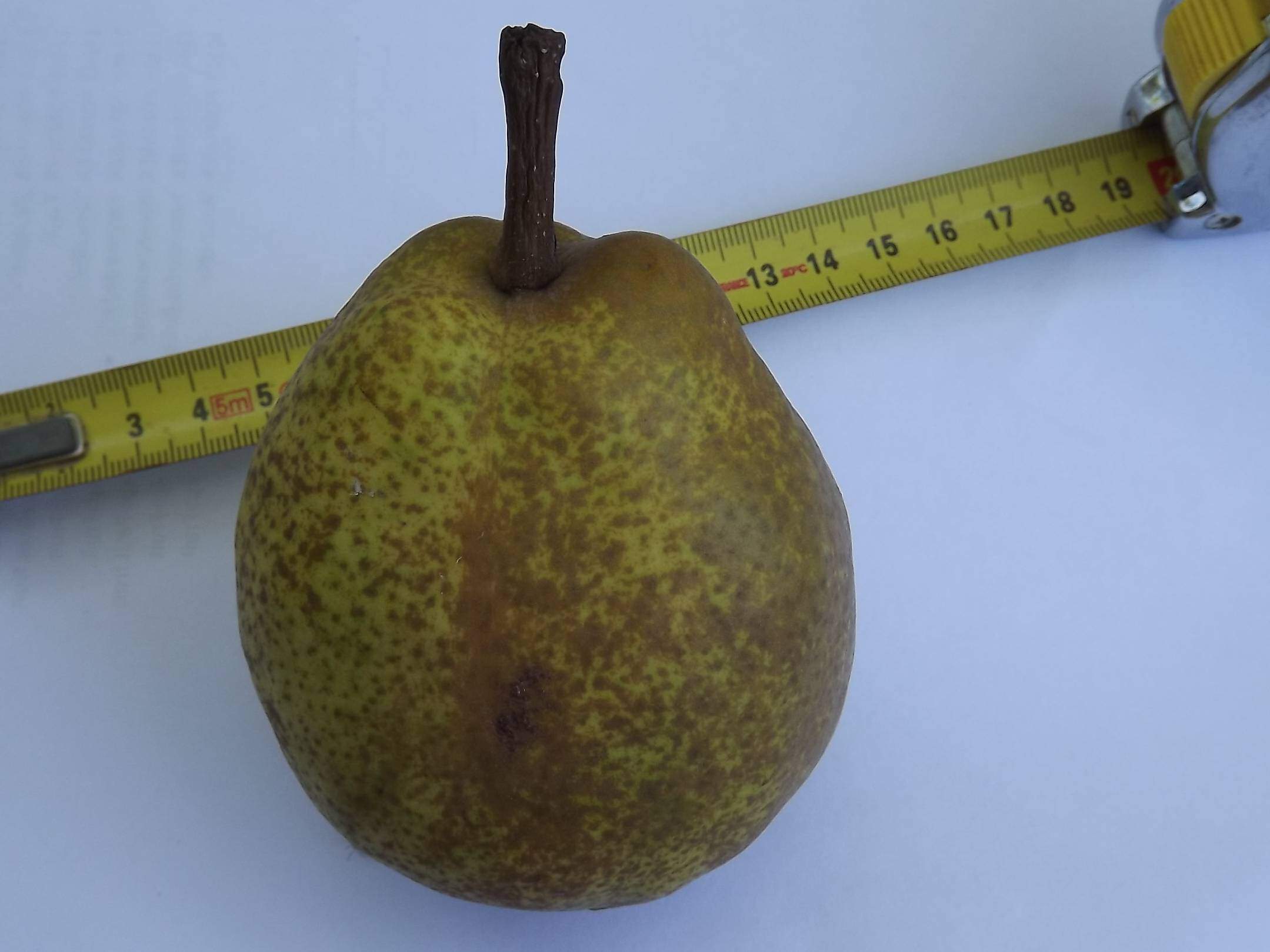 Pyrus communis - POIRIER 'Duchesse d'Angoulême' - Arbre fruitier