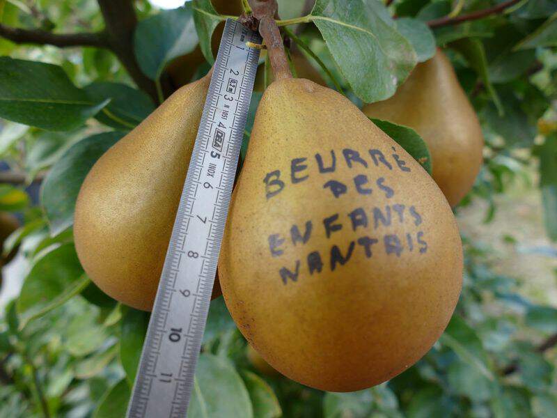 Pyrus communis - POIRIER 'Beurré des enfants Nantais' - Arbre fruitier