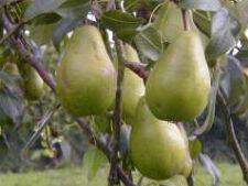 Pyrus communis - POIRIER 'Beurré Lebrun' - Arbre fruitier