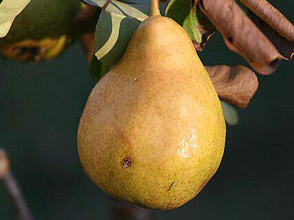 Pyrus communis - POIRIER 'Triomphe de Vienne' - Arbre fruitier