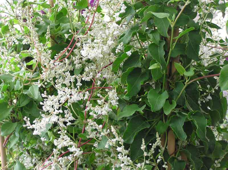 Renouée - POLYGONUM aubertii - Plante grimpante