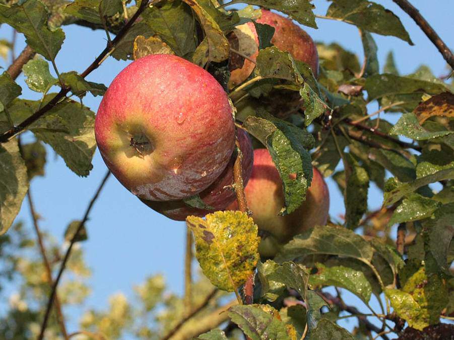 Boutique  Pépinière aux Arbres Fruitiers