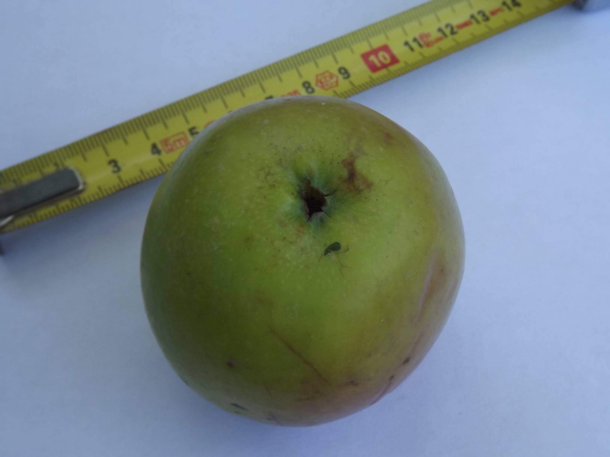 Malus communis - POMMIER 'Pomme de fer' - Arbre fruitier