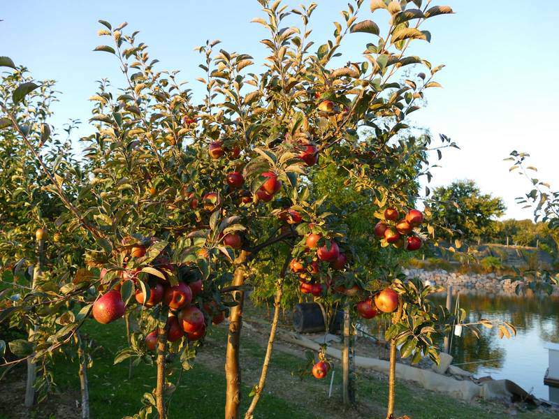 Malus communis - POMMIER CIDRE 'Frequin' - Arbre fruitier