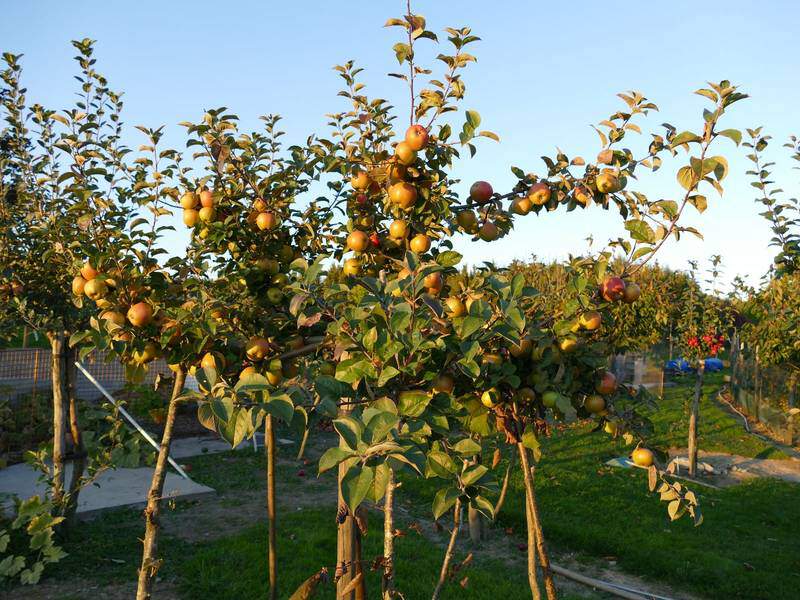 Malus communis - POMMIER CIDRE 'Locard' - Arbre fruitier