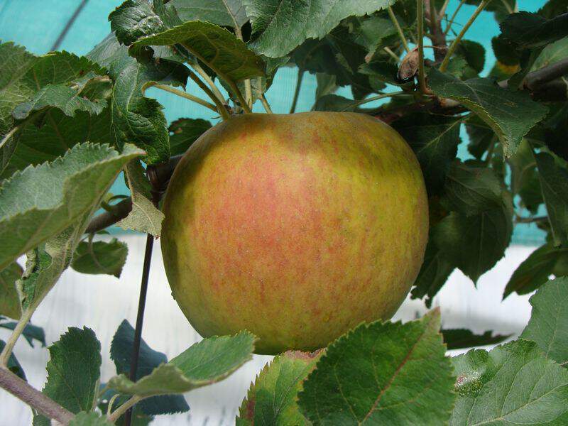 Malus communis - POMMIER 'Belle de Boskoop' - Arbre fruitier