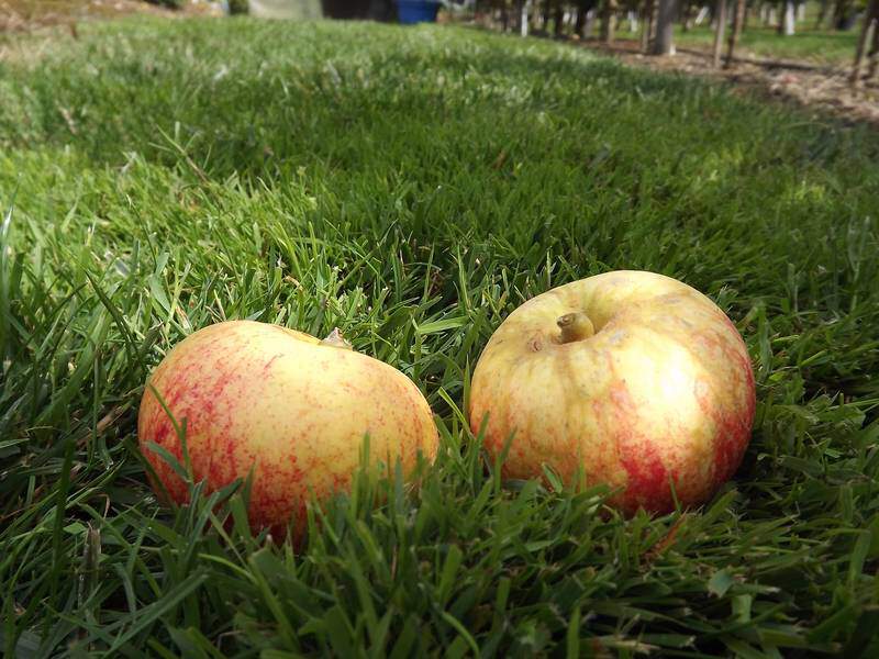 Malus communis - POMMIER 'Borowitsky' - Arbre fruitier