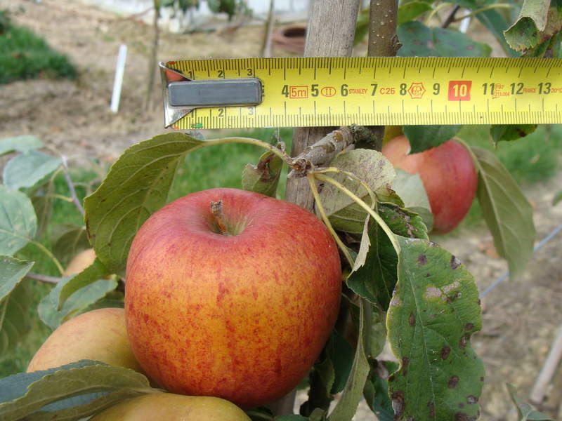 Malus communis - POMMIER 'Calville rouge d'hiver' - Arbre fruitier