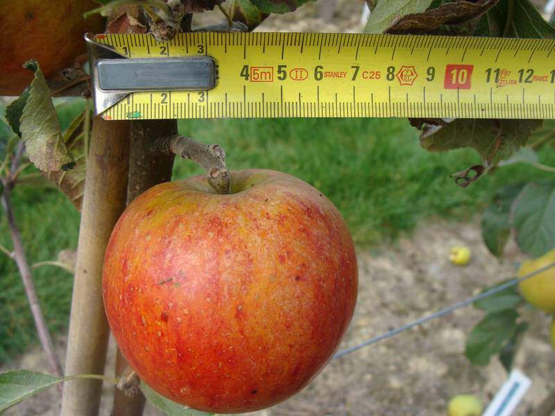 Malus communis - POMMIER 'Cox Orange' - Arbre fruitier