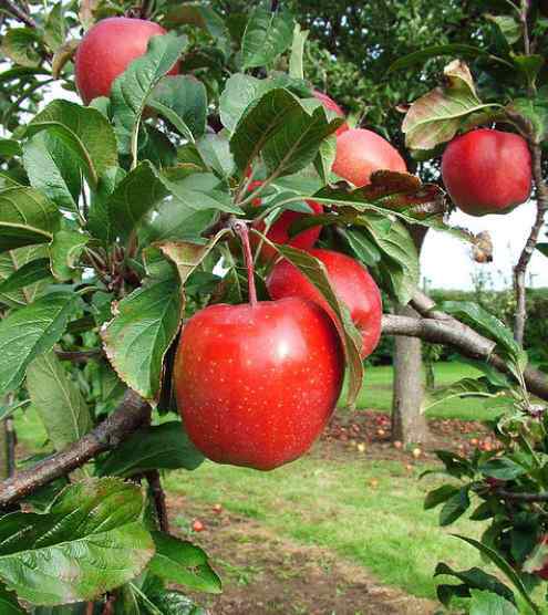 Malus communis - POMMIER 'Gloster' - Arbre fruitier