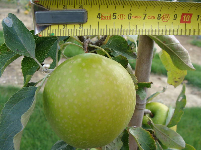 Malus communis - POMMIER 'Granny Smith' - Arbre fruitier