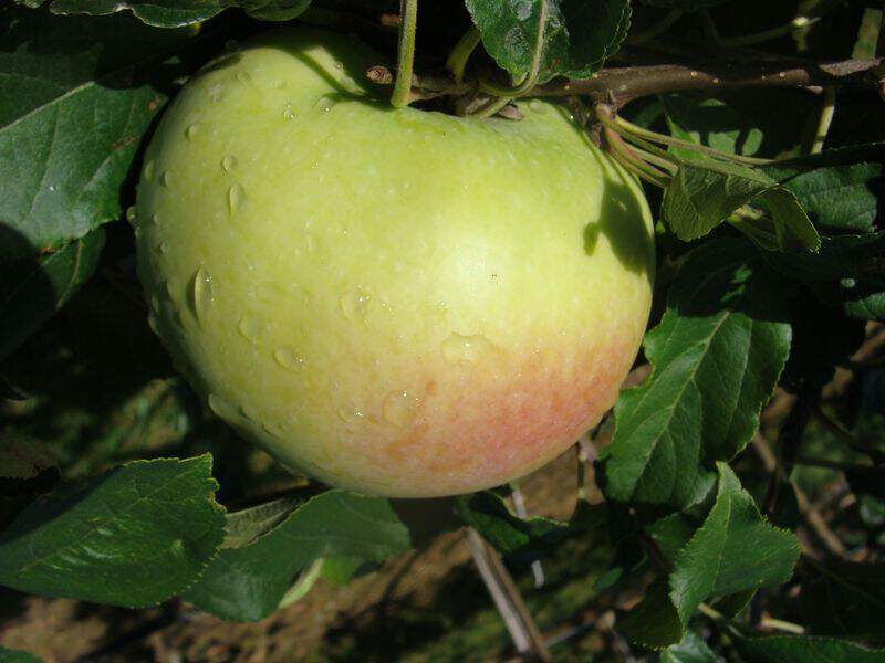 Malus communis - POMMIER 'Gros Locard' - Arbre fruitier