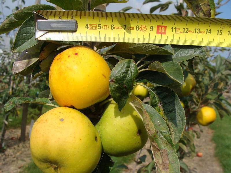 Malus communis - POMMIER 'Reinette Clochard' - Arbre fruitier