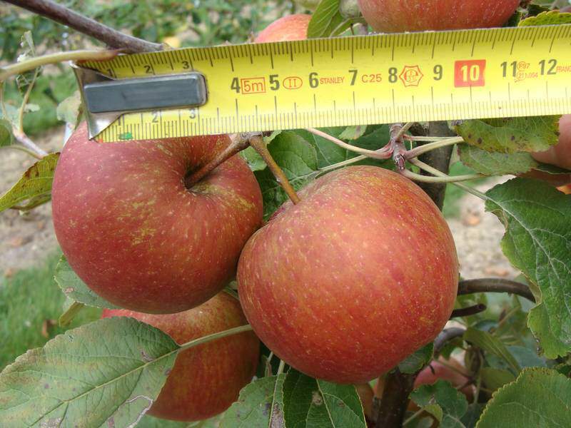 Malus communis - POMMIER 'Reinette de Caux' - Arbre fruitier